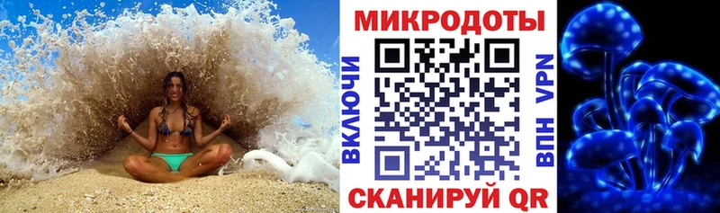 Псилоцибиновые грибы Psilocybe Стародуб